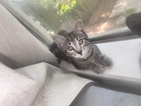 Nikki & Vikki - Riley Fuzzel Petsmart