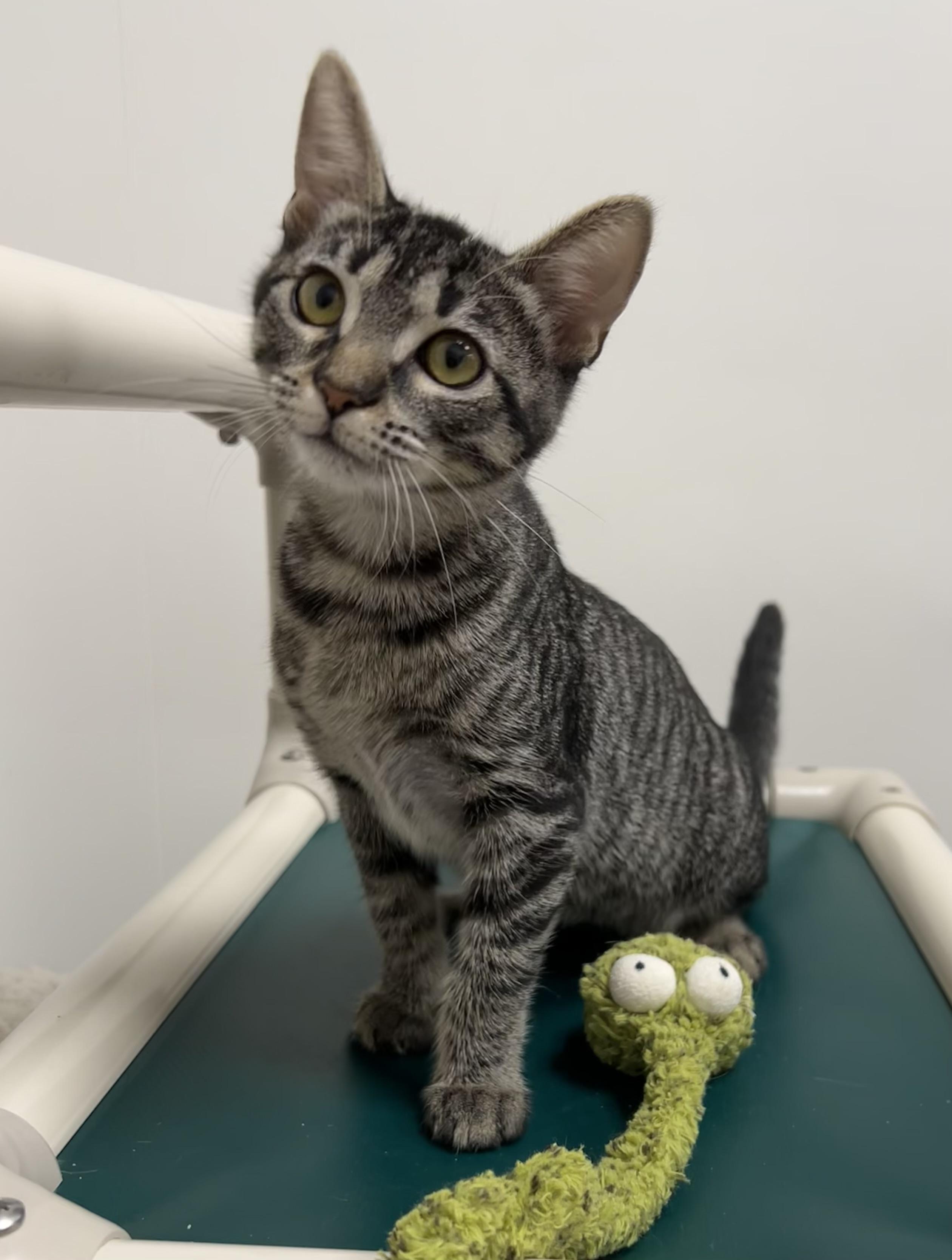 Vikki - Riley Fuzzel Petsmart