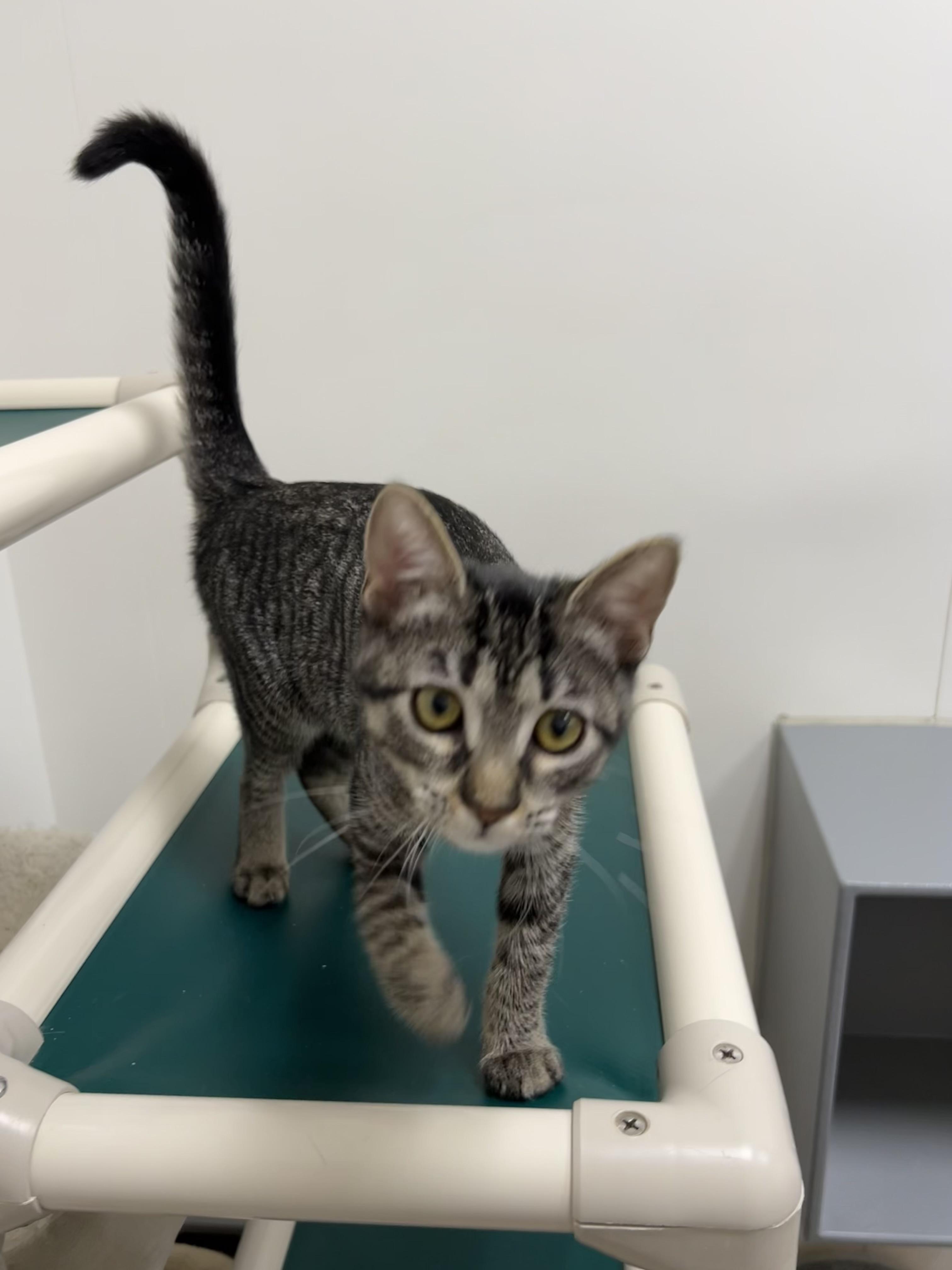 Vikki - Riley Fuzzel Petsmart