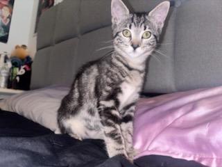 Nikki & Vikki - Riley Fuzzel Petsmart