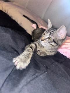 Nikki & Vikki - Riley Fuzzel Petsmart