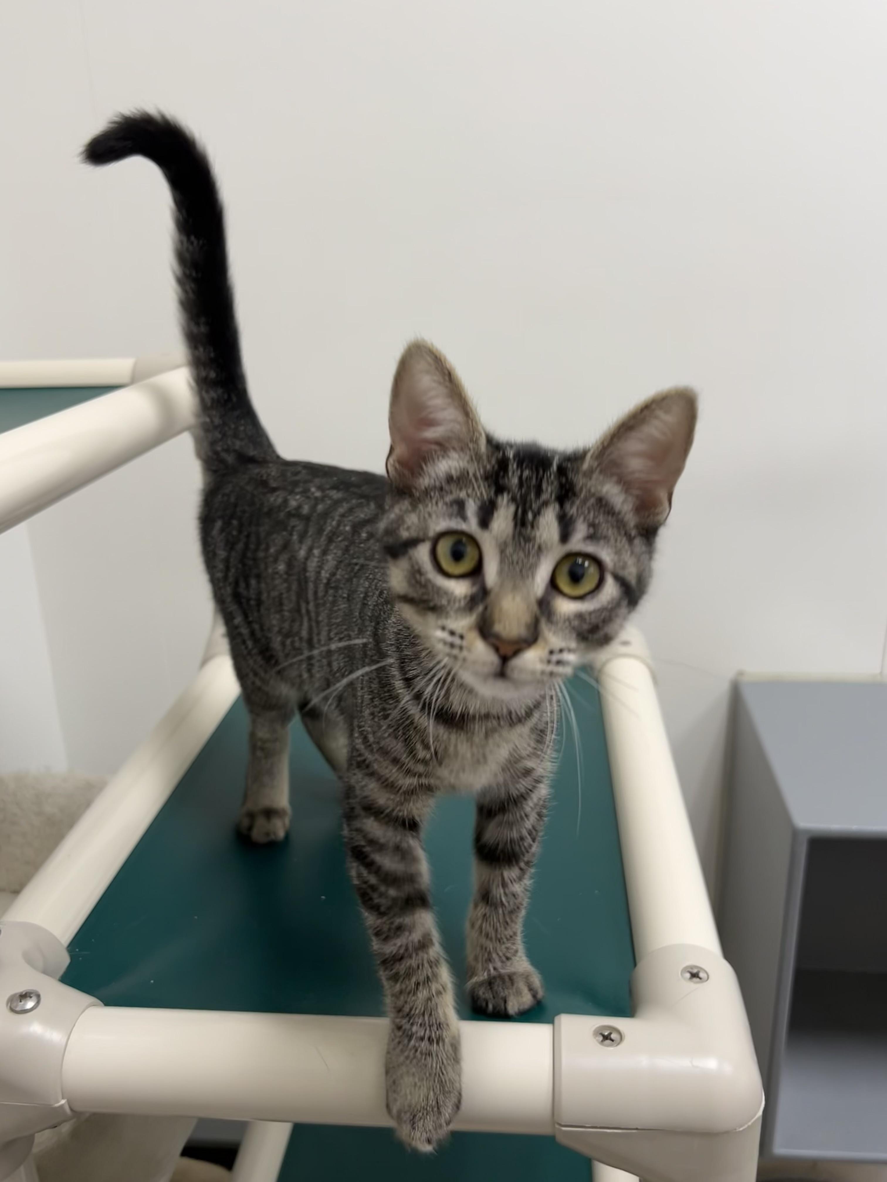 Vikki - Riley Fuzzel Petsmart