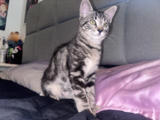 Nikki & Vikki - Riley Fuzzel Petsmart