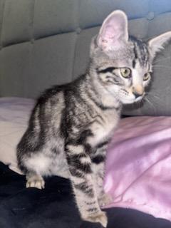 Nikki & Vikki - Riley Fuzzel Petsmart
