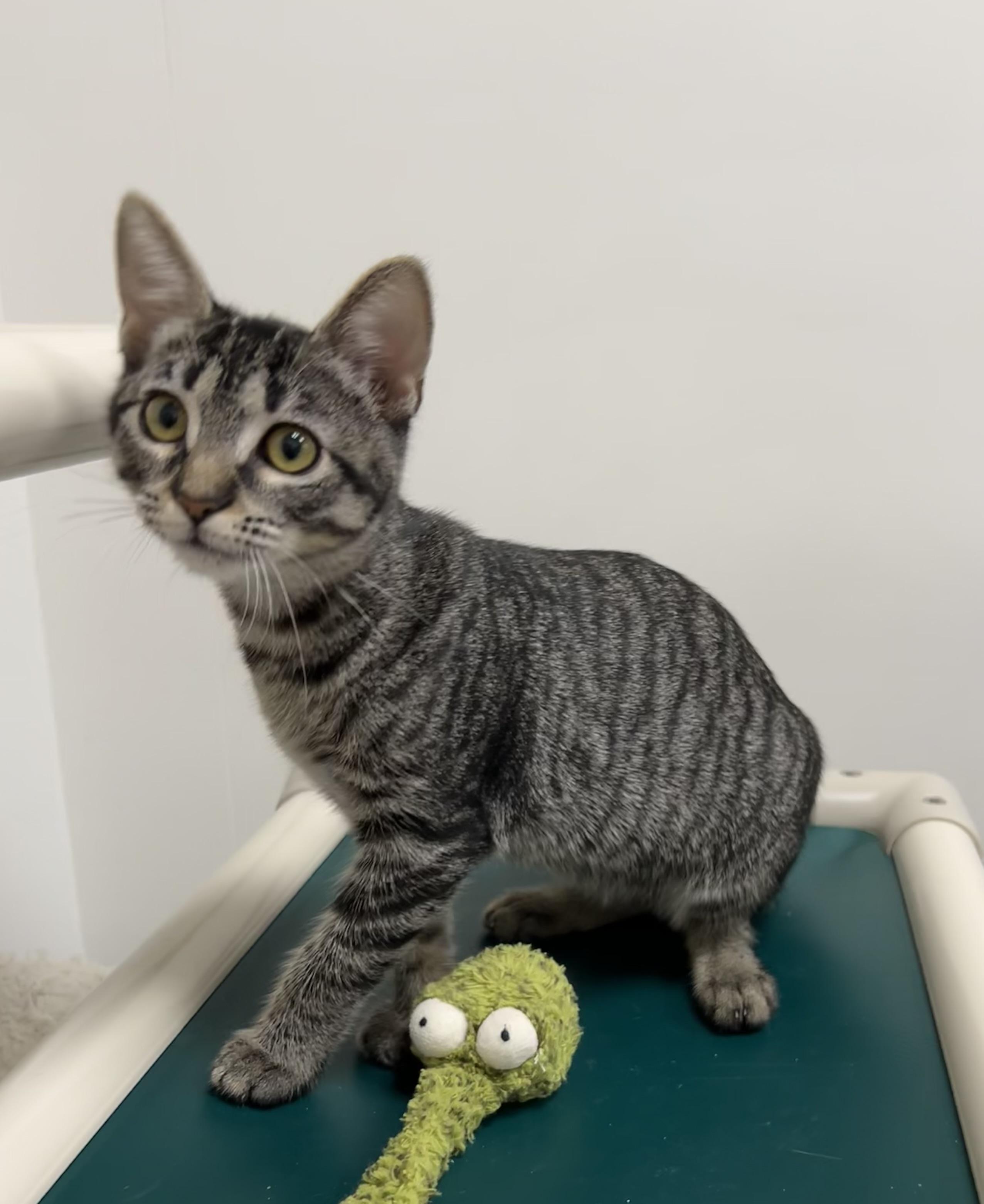 Vikki - Riley Fuzzel Petsmart