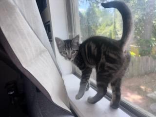 Nikki & Vikki - Riley Fuzzel Petsmart