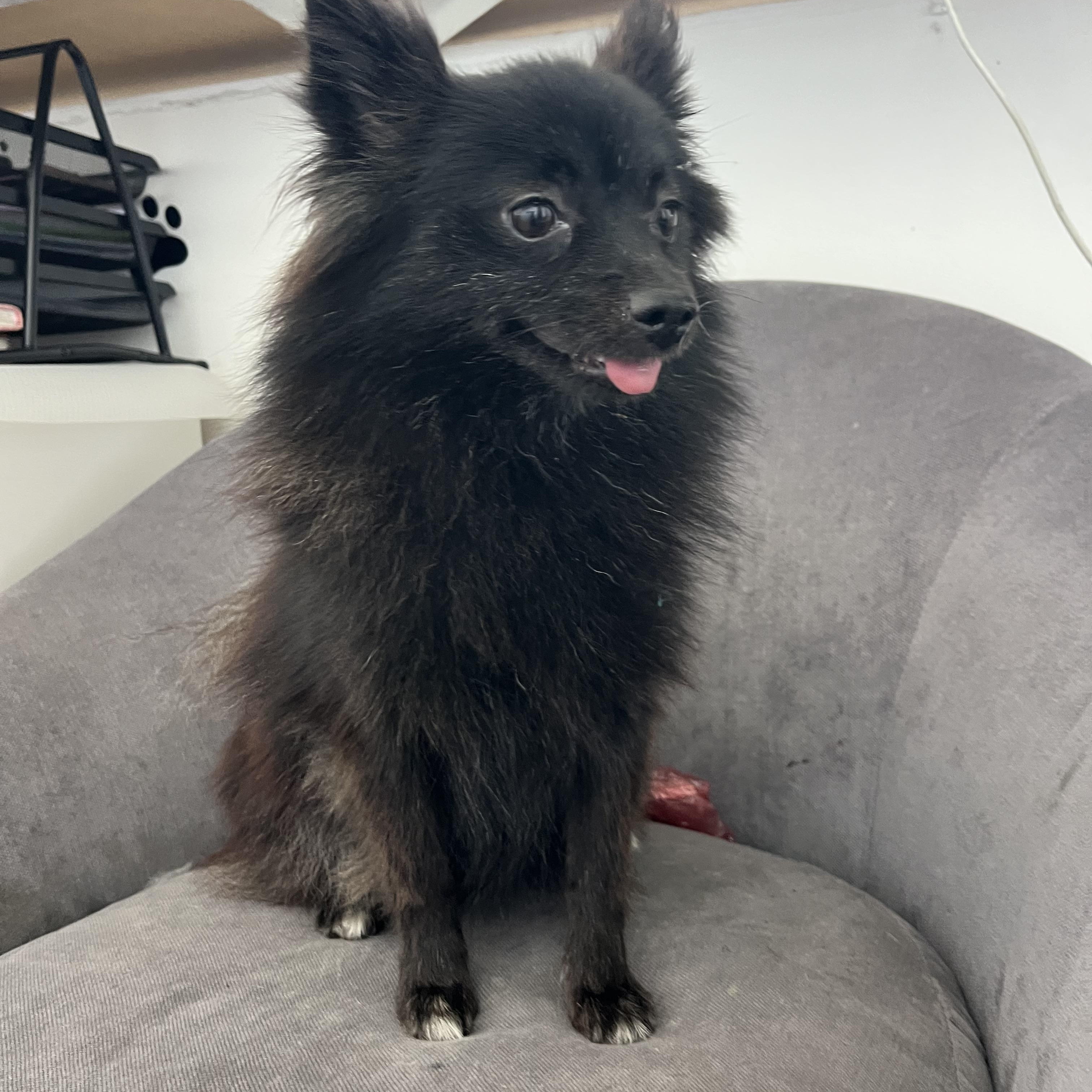 Enlarge Prada , a ADOPTABLE Pomeranian in Poway, CA image 3/4