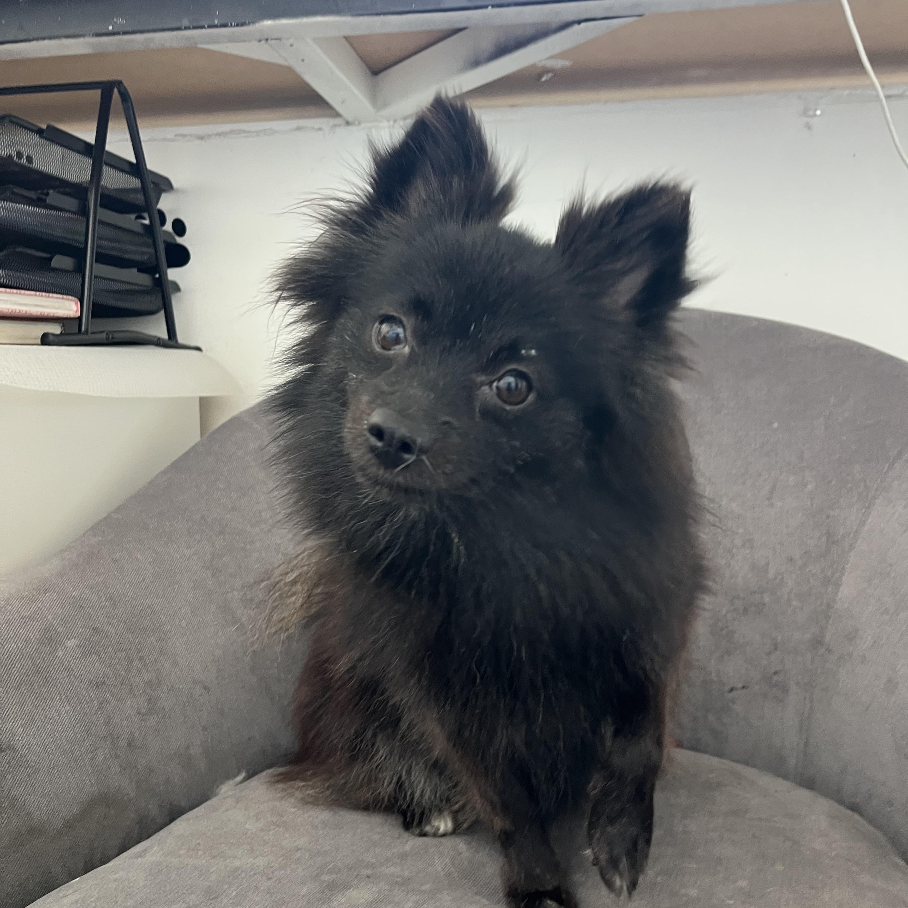 Enlarge Prada , a ADOPTABLE Pomeranian in Poway, CA image 2/4