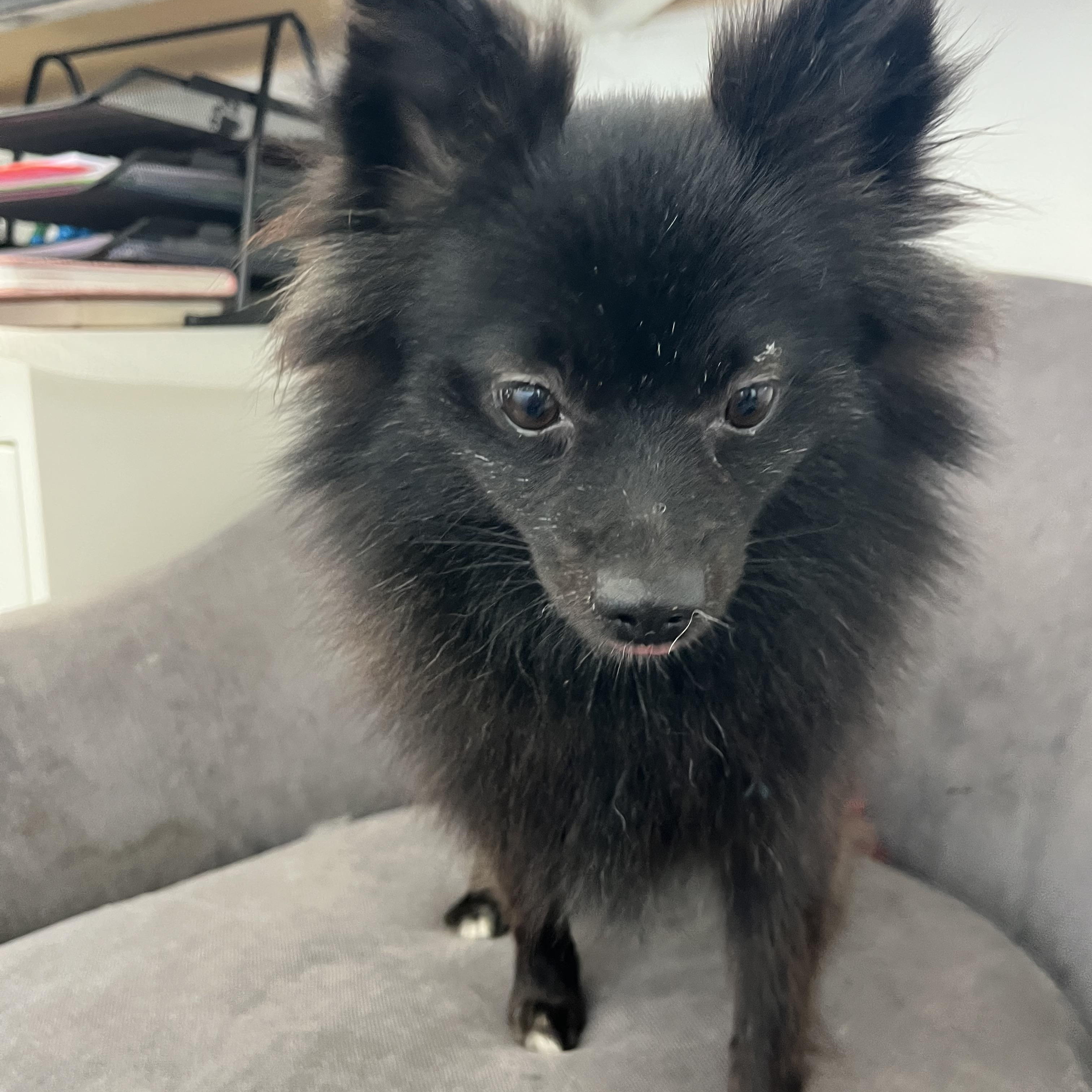 Enlarge Prada , a ADOPTABLE Pomeranian in Poway, CA image 1/4