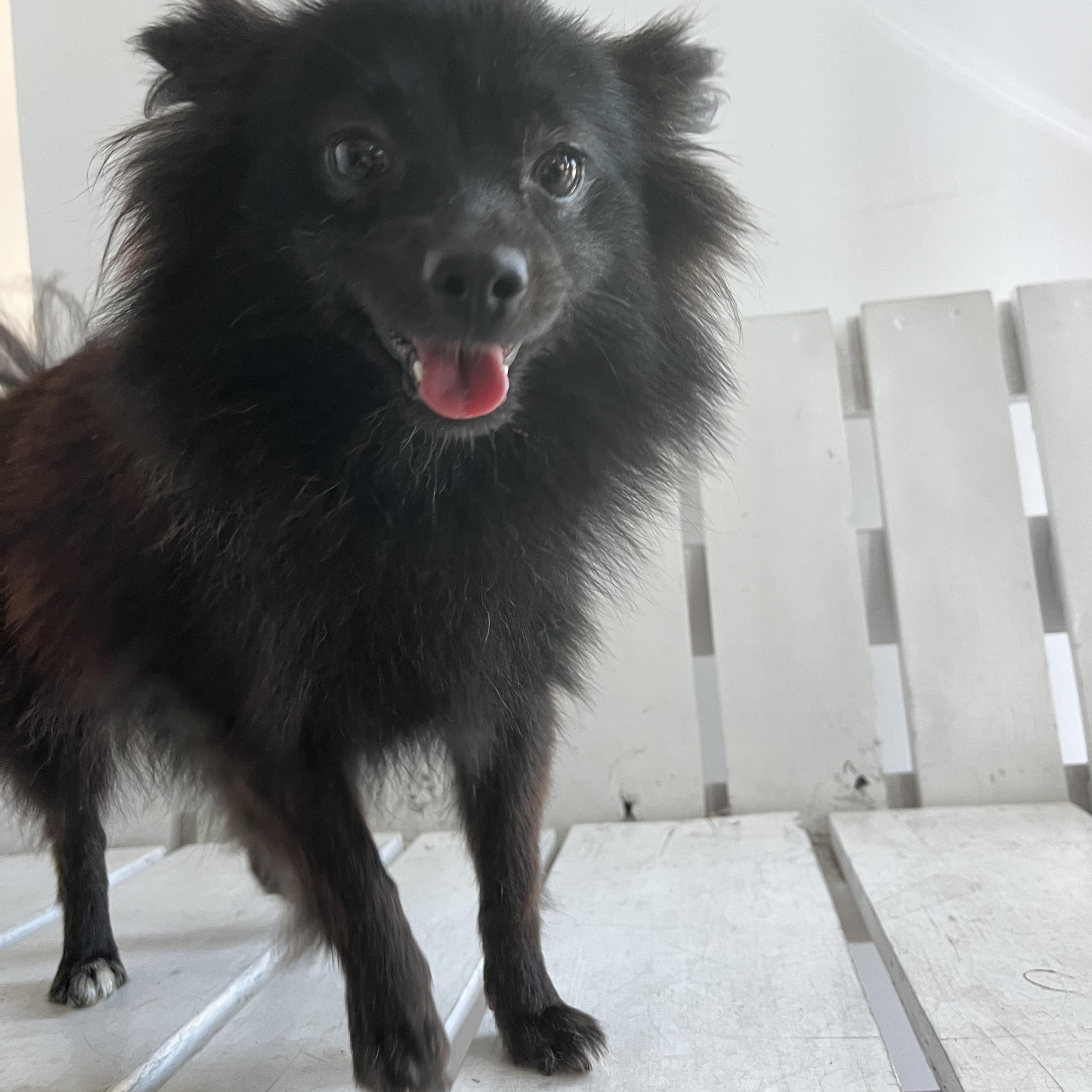 Enlarge Prada , a ADOPTABLE Pomeranian in Poway, CA image 4/4