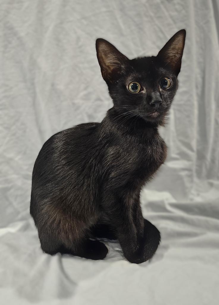 Enlarge Cosette, a Adoptable mixed breed in Roanoke, TX image 1/3