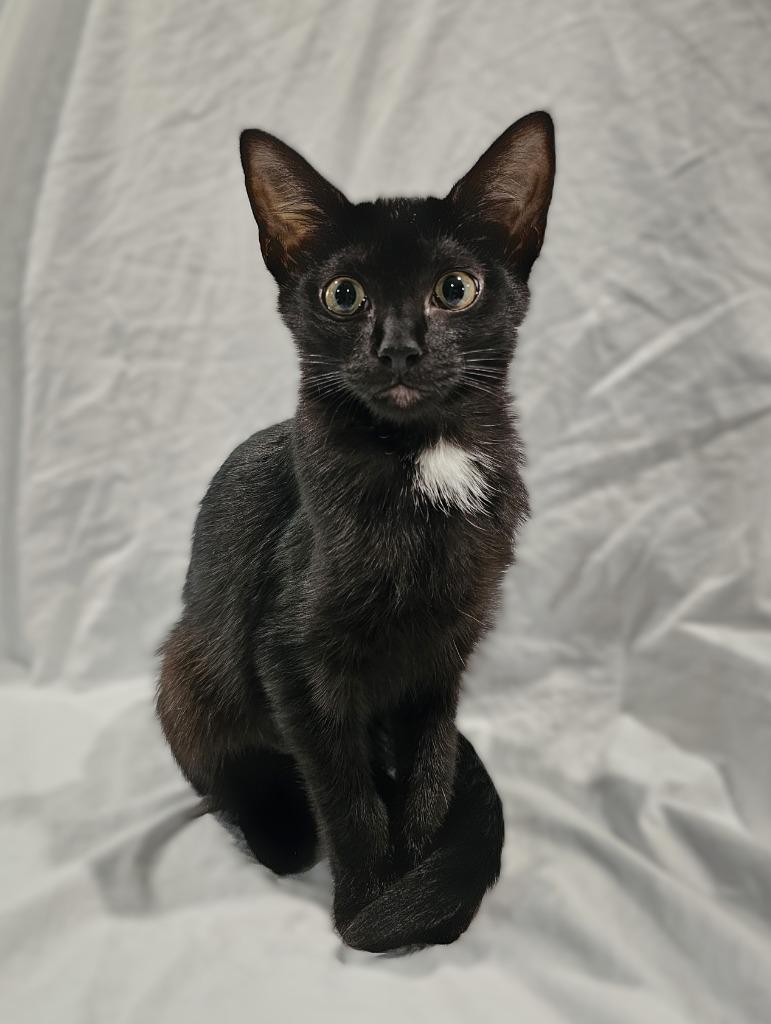 Enlarge Cosette, a Adoptable mixed breed in Roanoke, TX image 2/3