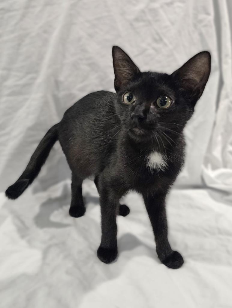 Enlarge Cosette, a Adoptable mixed breed in Roanoke, TX image 3/3