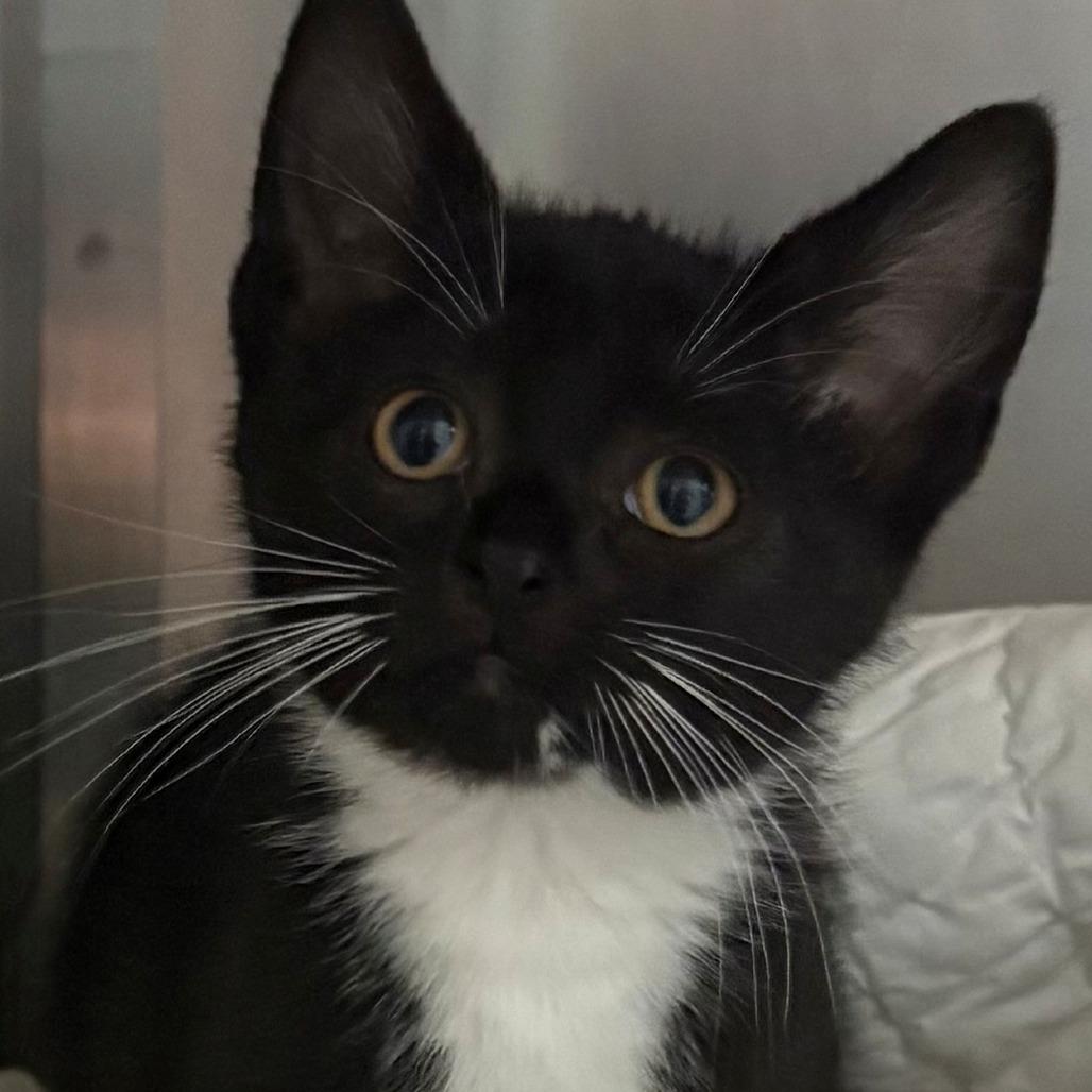 Enlarge Pudge, a Adoptable Domestic Short Hair in East Hanover, NJ image 1/3