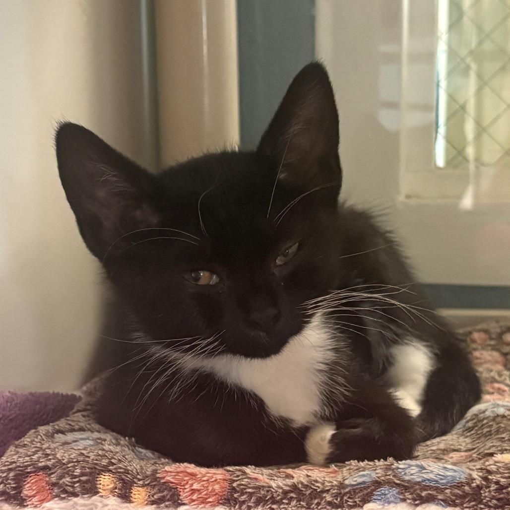Enlarge Pudge, a Adoptable Domestic Short Hair in East Hanover, NJ image 2/3