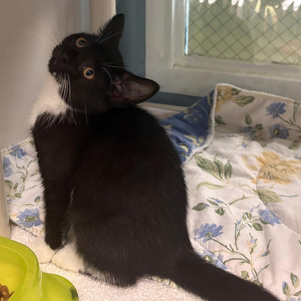 Enlarge Pudge, a Adoptable Domestic Short Hair in East Hanover, NJ image 3/3