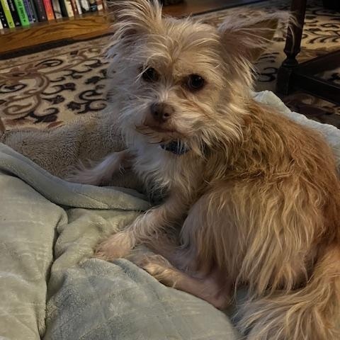 Harold, a ADOPTABLE mixed breed in Turners Falls, MA image 4/4