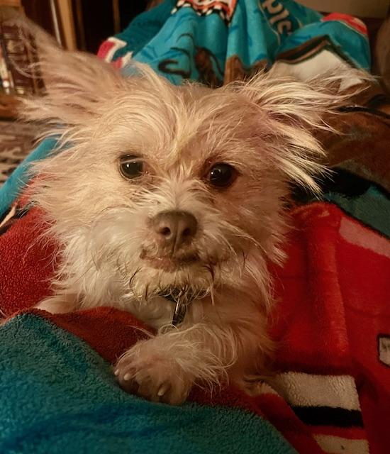 Enlarge Harold, an adopted mixed breed in Turners Falls, MA image 1/5