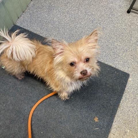 Harold, a ADOPTABLE mixed breed in Turners Falls, MA image 3/4