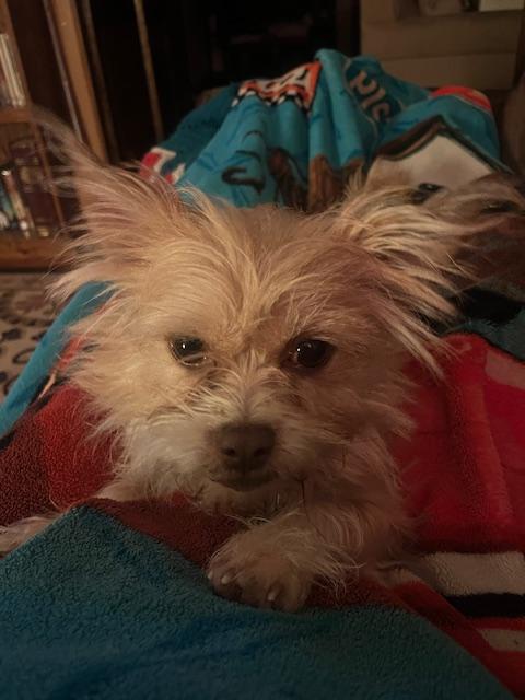 Enlarge Harold, an adopted mixed breed in Turners Falls, MA image 5/5