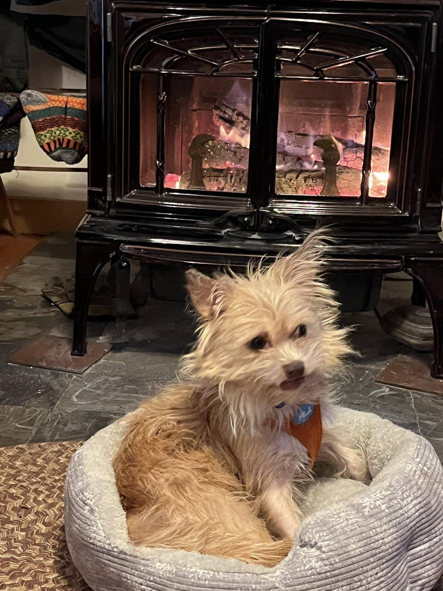 Harold, a ADOPTABLE mixed breed in Turners Falls, MA image 2/4