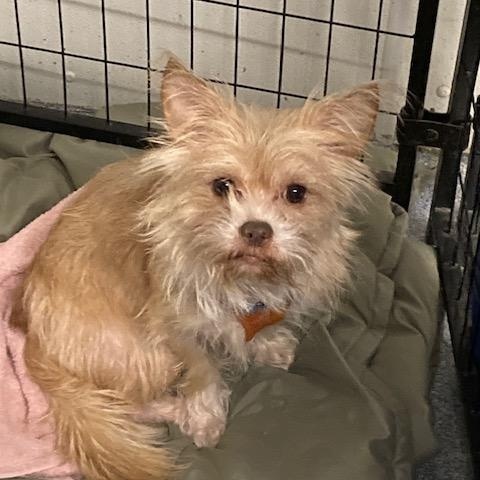 Harold, a ADOPTABLE mixed breed in Turners Falls, MA image 1/4