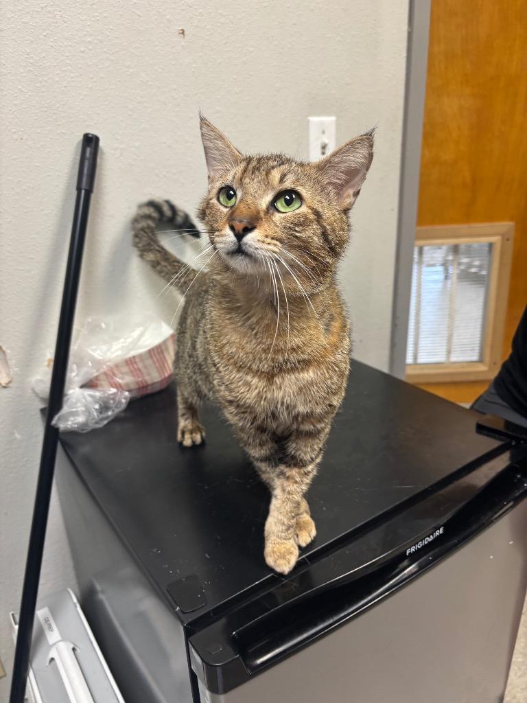 Thomas, Adopted, Adult Male Domestic Short Hair.