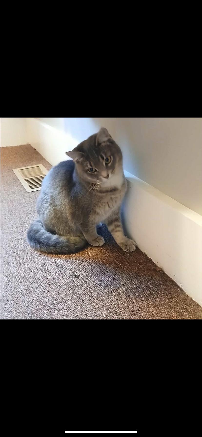 Enlarge Paulie , a ADOPTABLE Domestic Short Hair in Waveland, IN image 2/2