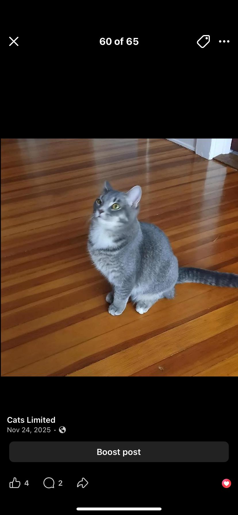 Enlarge Paulie , a ADOPTABLE Domestic Short Hair in Waveland, IN image 1/2