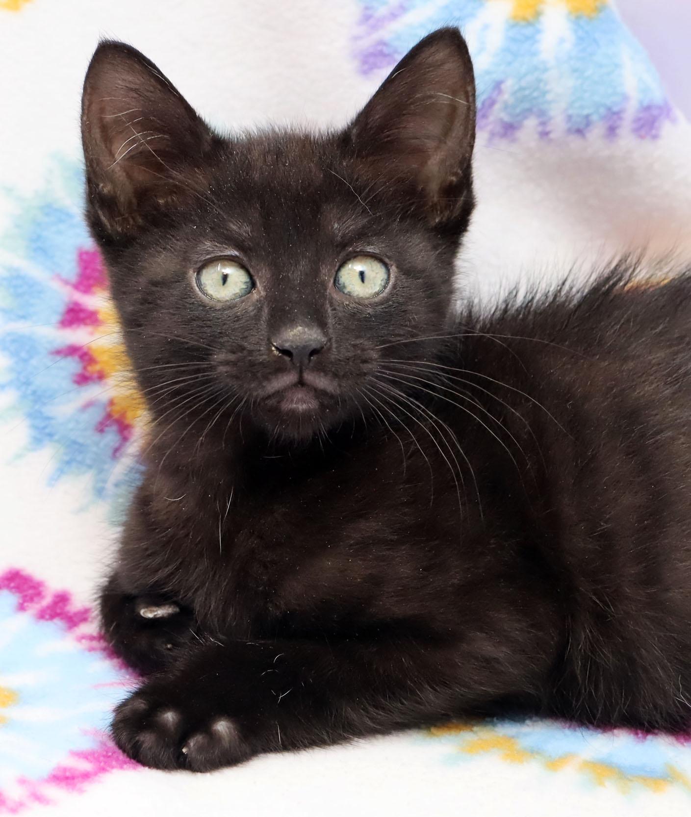 Chupo, adopted, Kitten Male Domestic Short Hair & Extra-Toes Cat / Hemingway Polydactyl.
