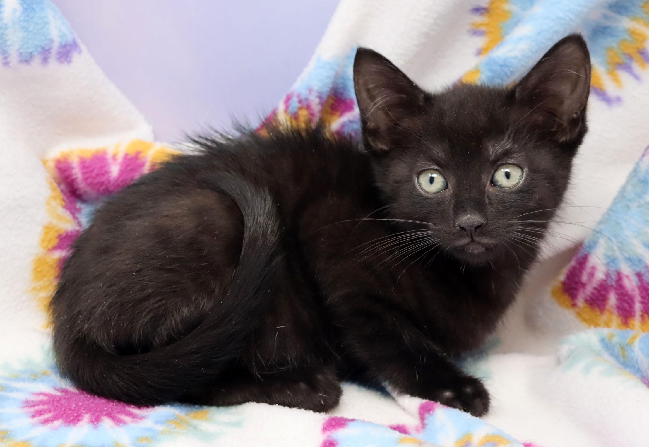 Enlarge Chupo, an adopted mixed breed in Tierra Verde, FL image 2/3