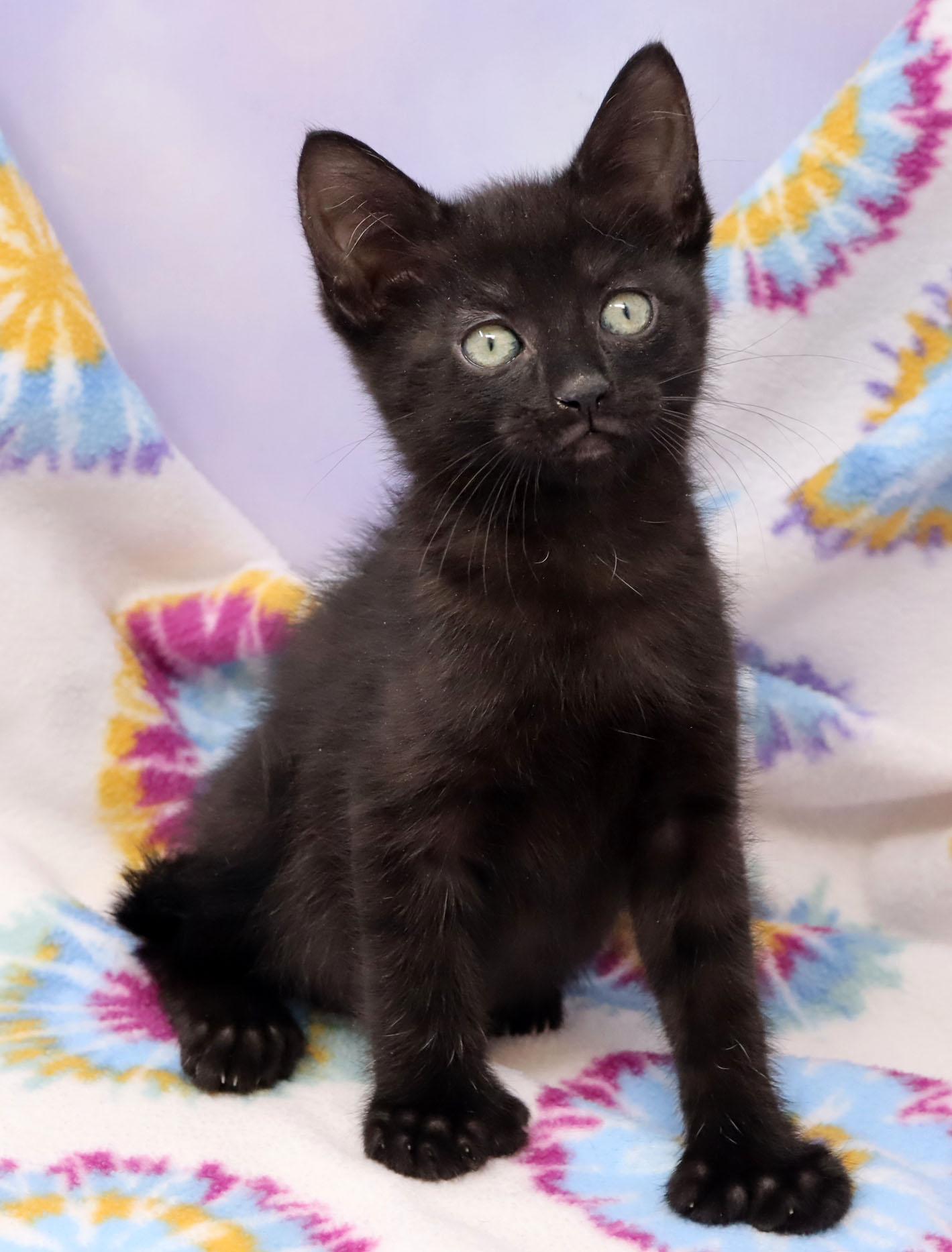 Enlarge Chupo, an adopted mixed breed in Tierra Verde, FL image 3/3