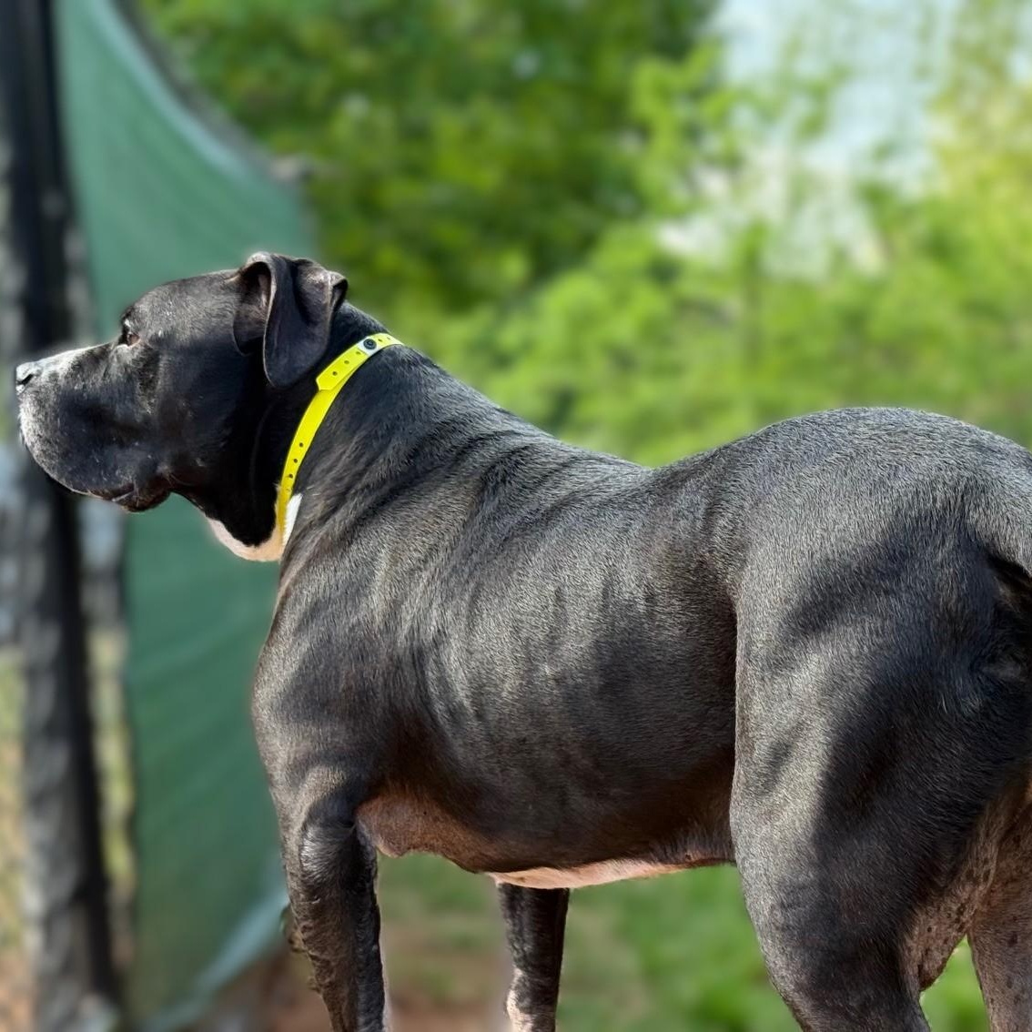 Enlarge Herschel, a Adoptable mixed breed in Alpharetta, GA image 4/6