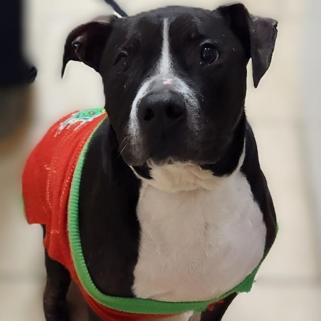 Enlarge Herschel, a Adoptable mixed breed in Alpharetta, GA image 1/5