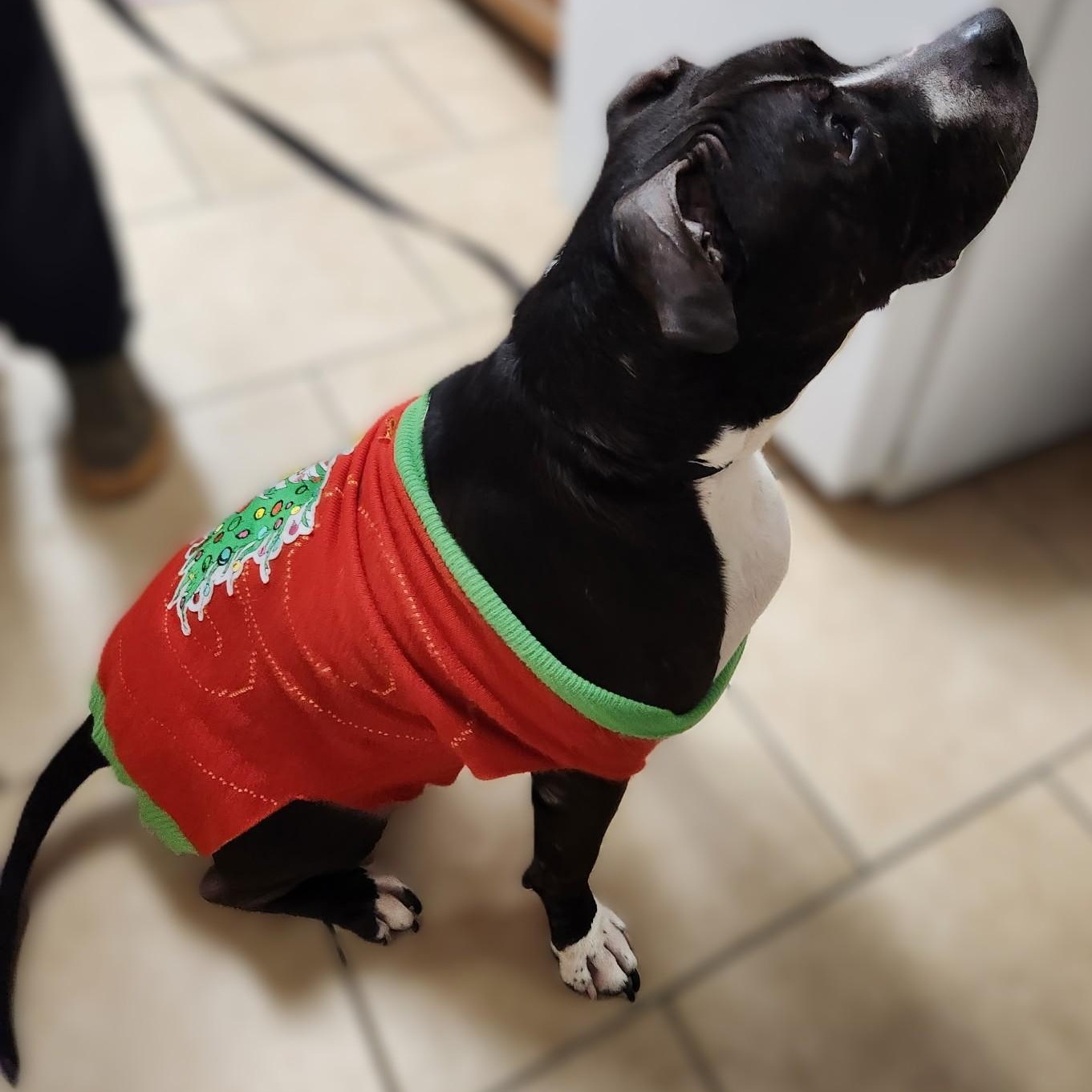 Enlarge Herschel, a Adoptable mixed breed in Alpharetta, GA image 2/5