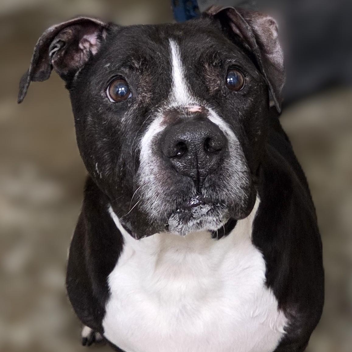 Herschel ~~ VISIT ME AT CRABAPPLE KNOLL, Adoptable, Senior Male Pit Bull Terrier & American Staffordshire Terrier.