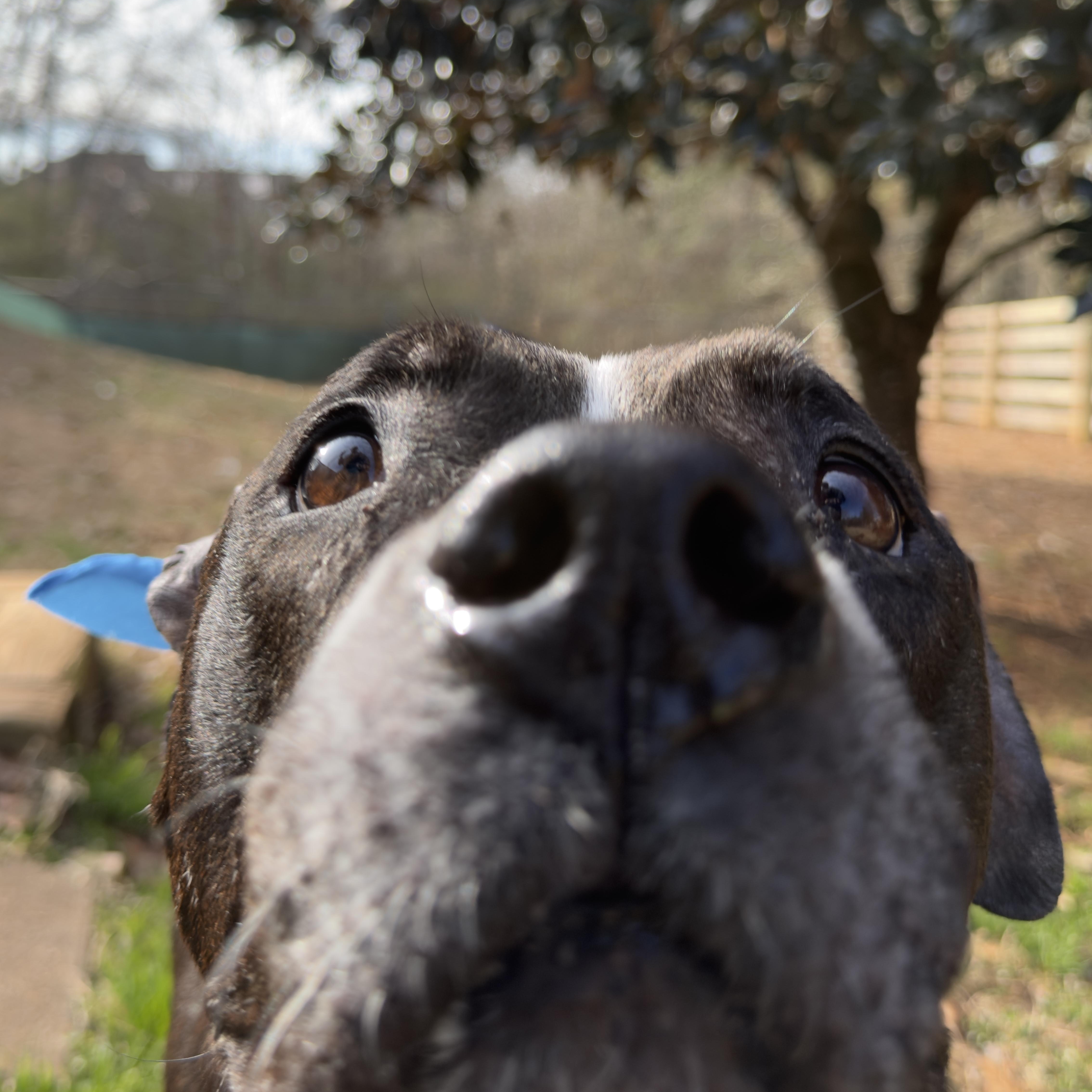 Enlarge Herschel ~~ VISIT ME AT CRABAPPLE KNOLL, a Adoptable mixed breed in Alpharetta, GA image 5/6