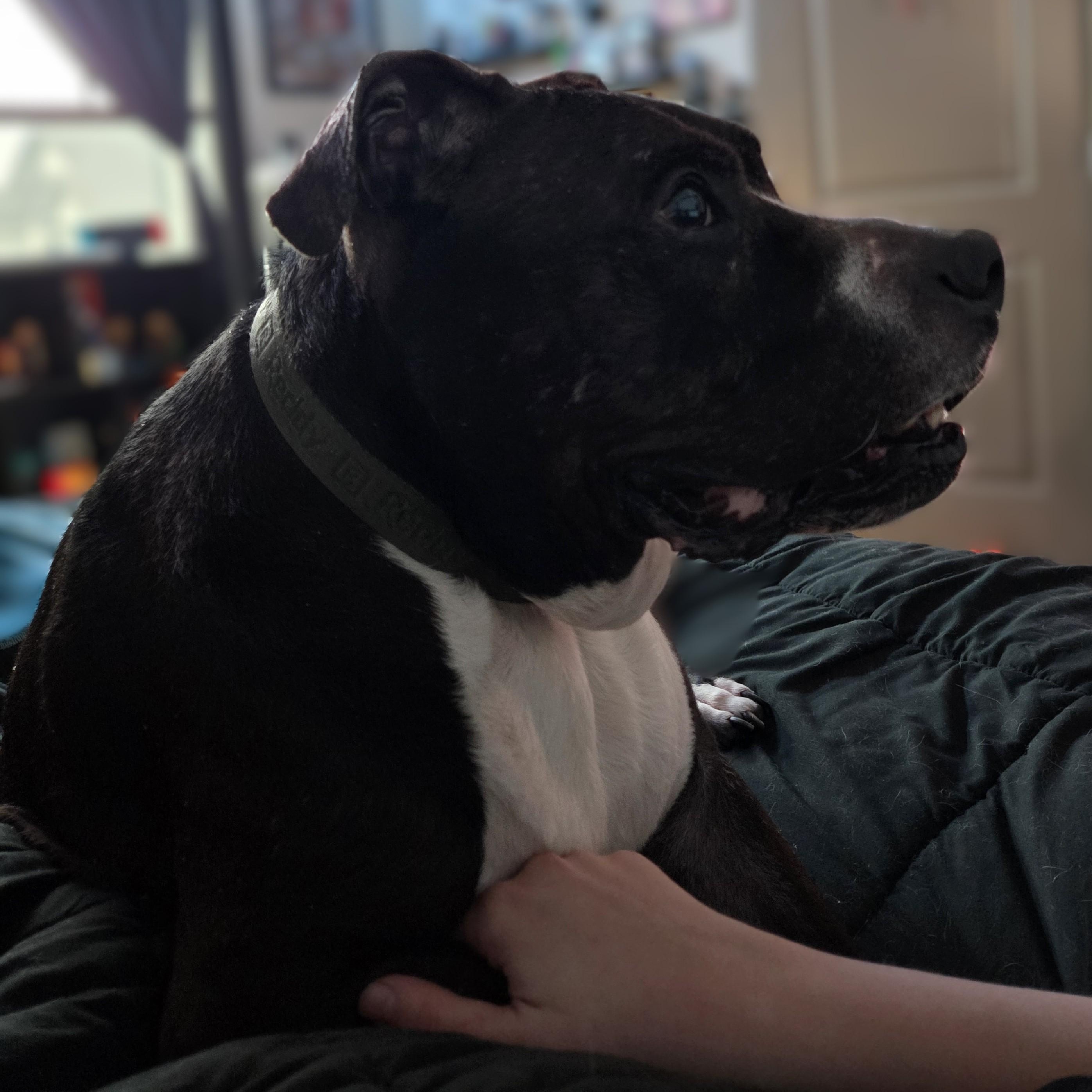 Enlarge Herschel ~~ VISIT ME AT CRABAPPLE KNOLL, a Adoptable mixed breed in Alpharetta, GA image 6/6