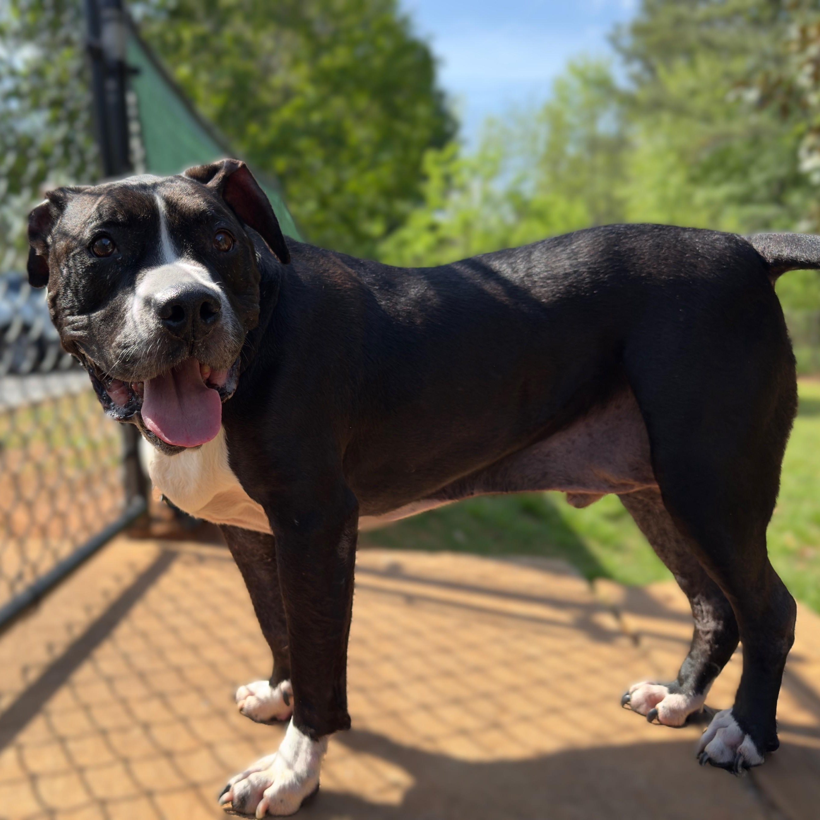 Enlarge Herschel, a Adoptable mixed breed in Alpharetta, GA image 3/6