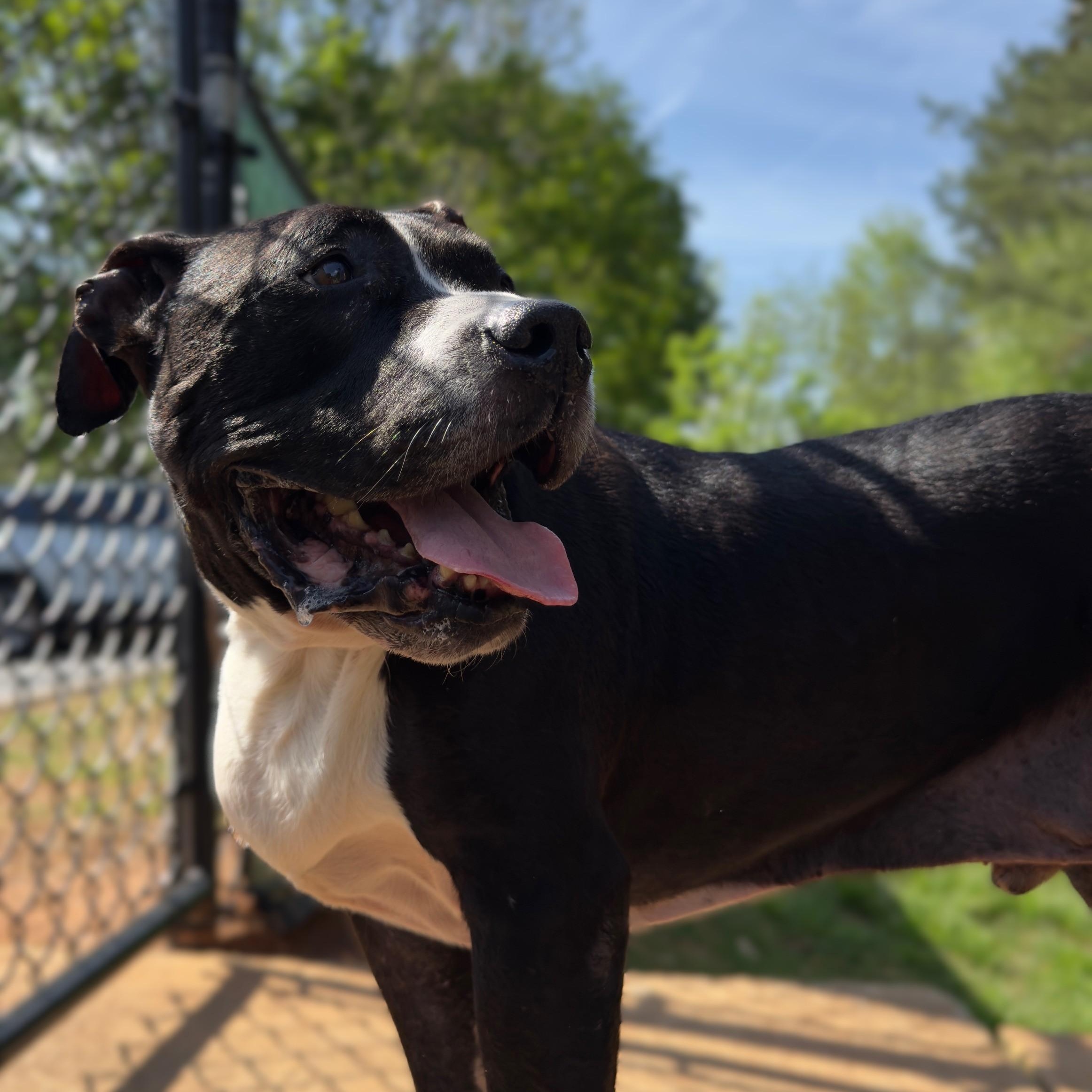 Enlarge Herschel, a Adoptable mixed breed in Alpharetta, GA image 2/6