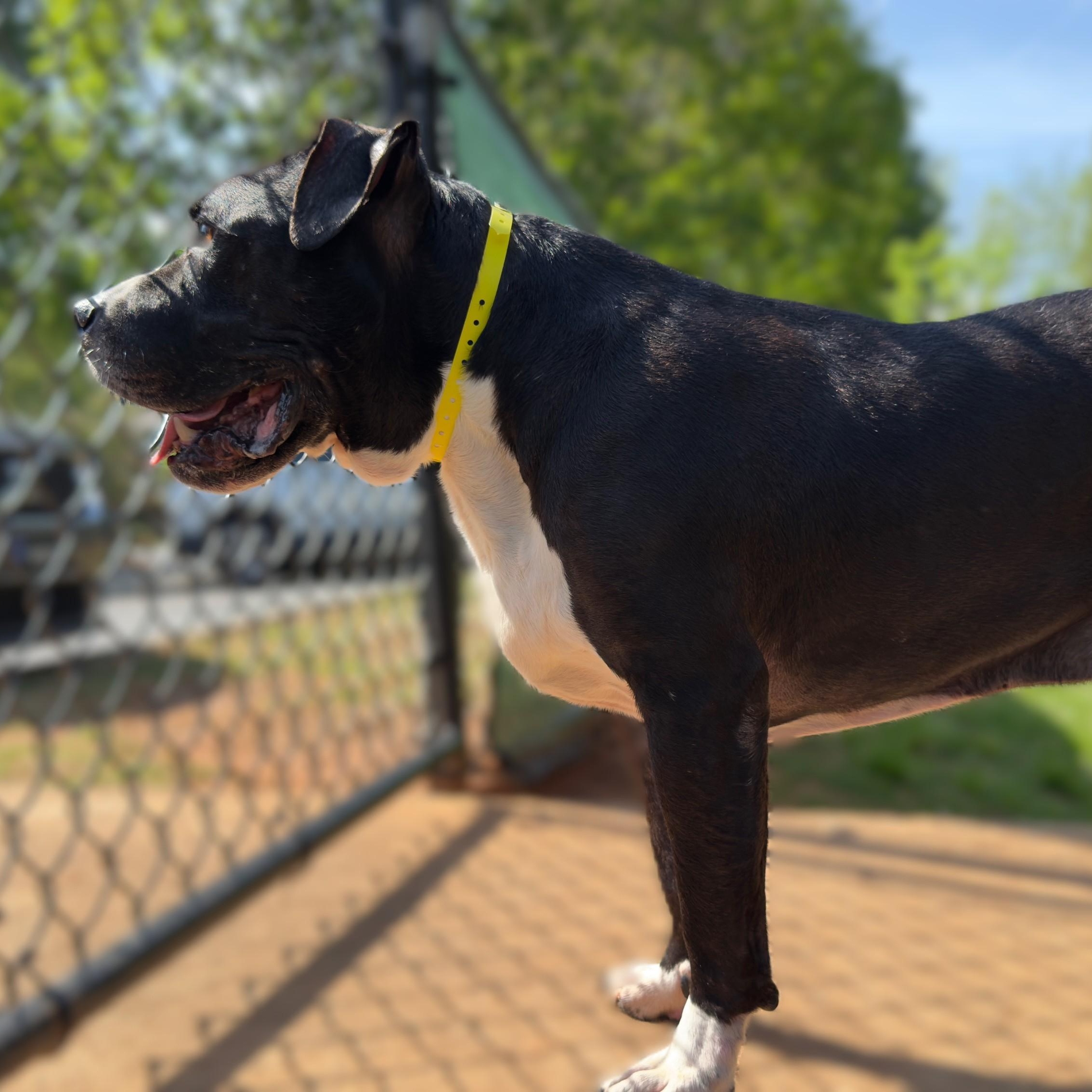 Enlarge Herschel, a Adoptable mixed breed in Alpharetta, GA image 6/6