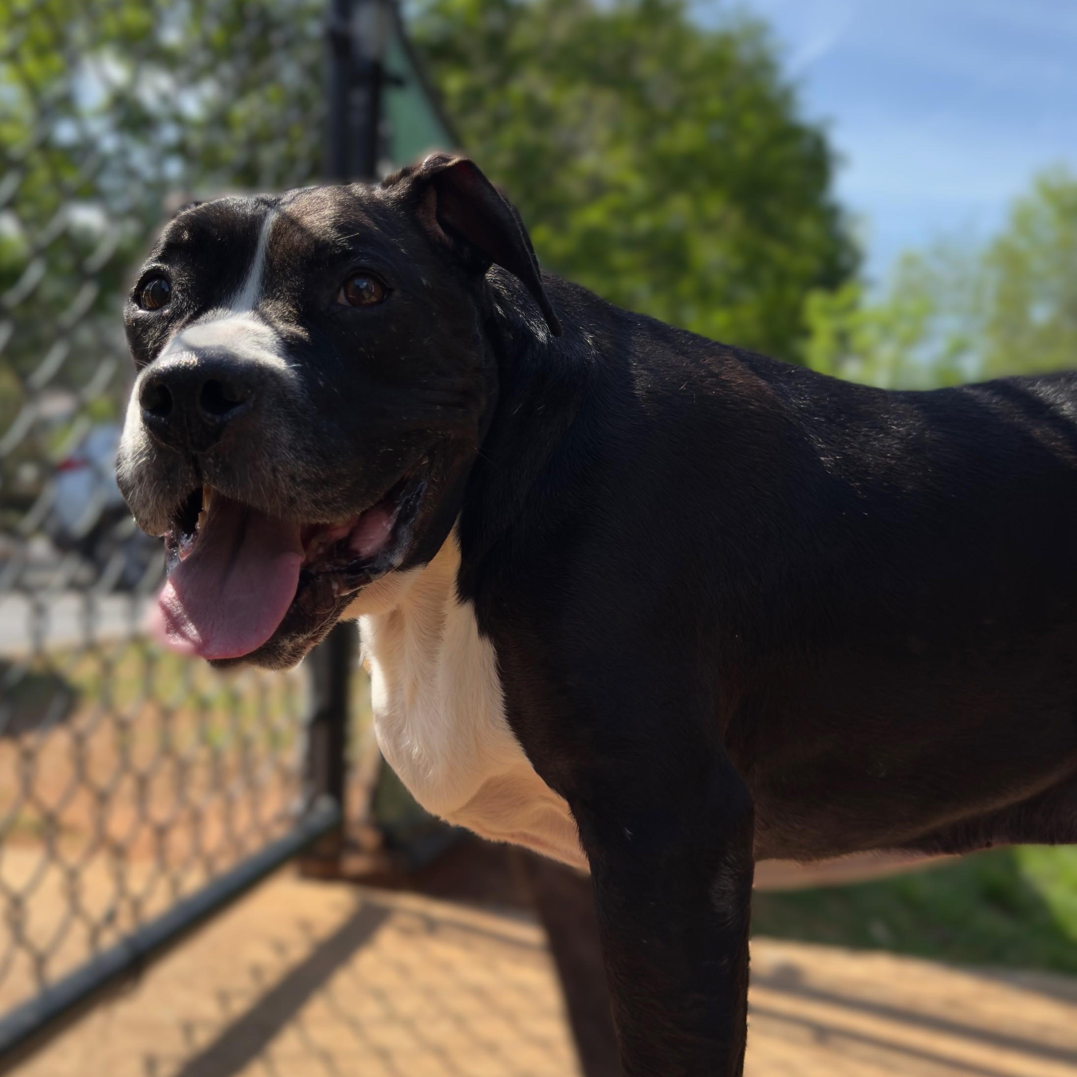 Enlarge Herschel, a Adoptable mixed breed in Alpharetta, GA image 1/6