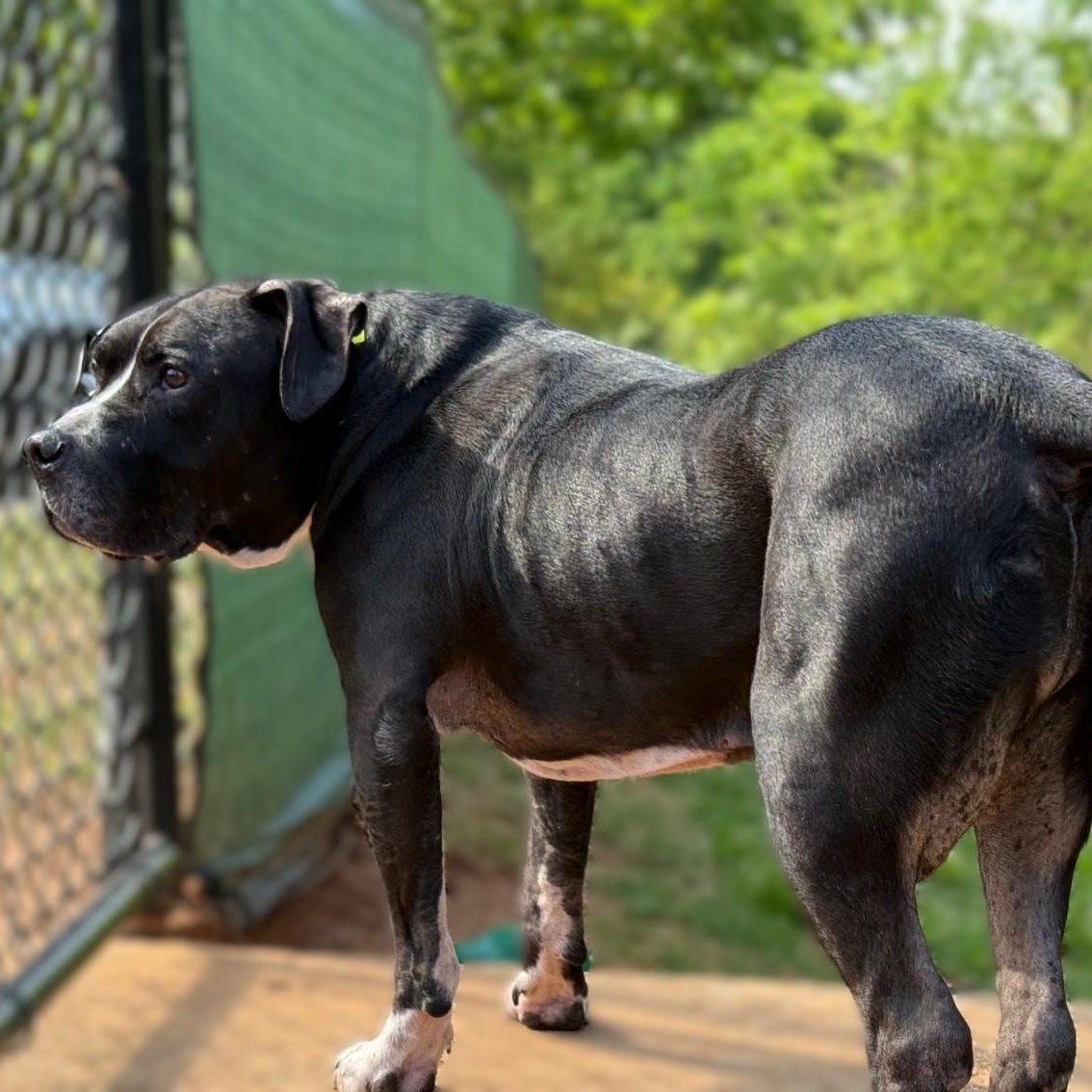 Enlarge Herschel, a Adoptable mixed breed in Alpharetta, GA image 5/6