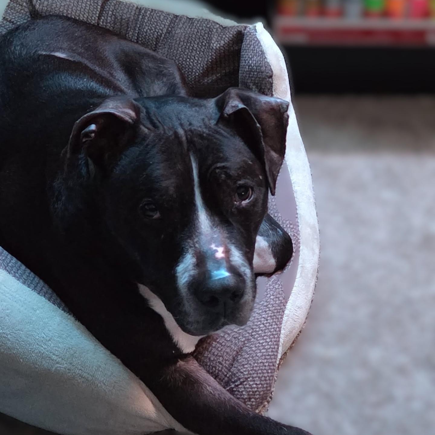 Enlarge Herschel ~~ VISIT ME AT CRABAPPLE KNOLL, a Adoptable mixed breed in Alpharetta, GA image 3/6