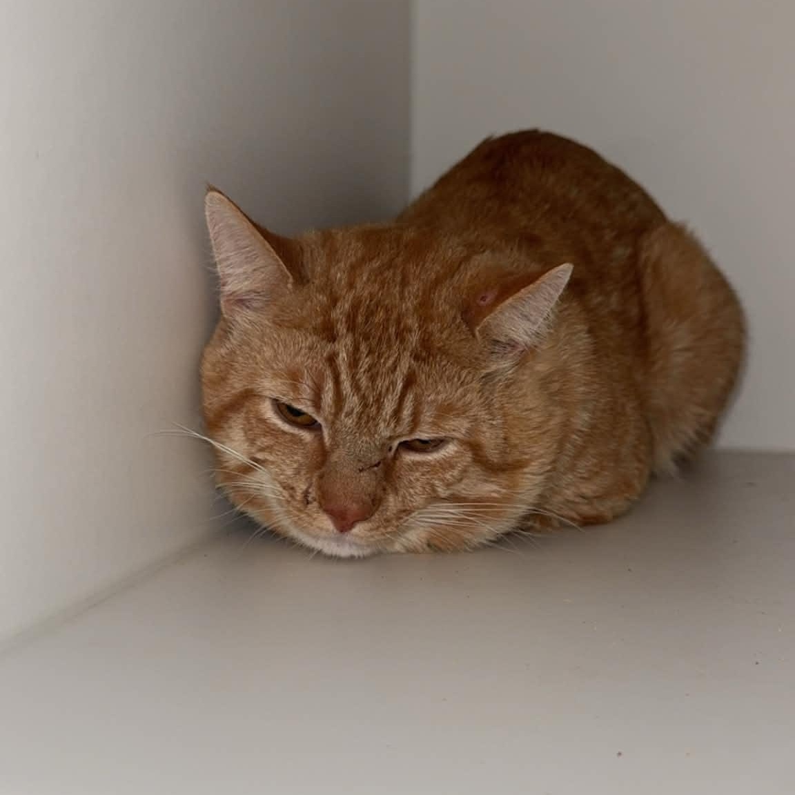 Enlarge Lion-o, a ADOPTABLE American Shorthair in Danbury, CT image 2/3