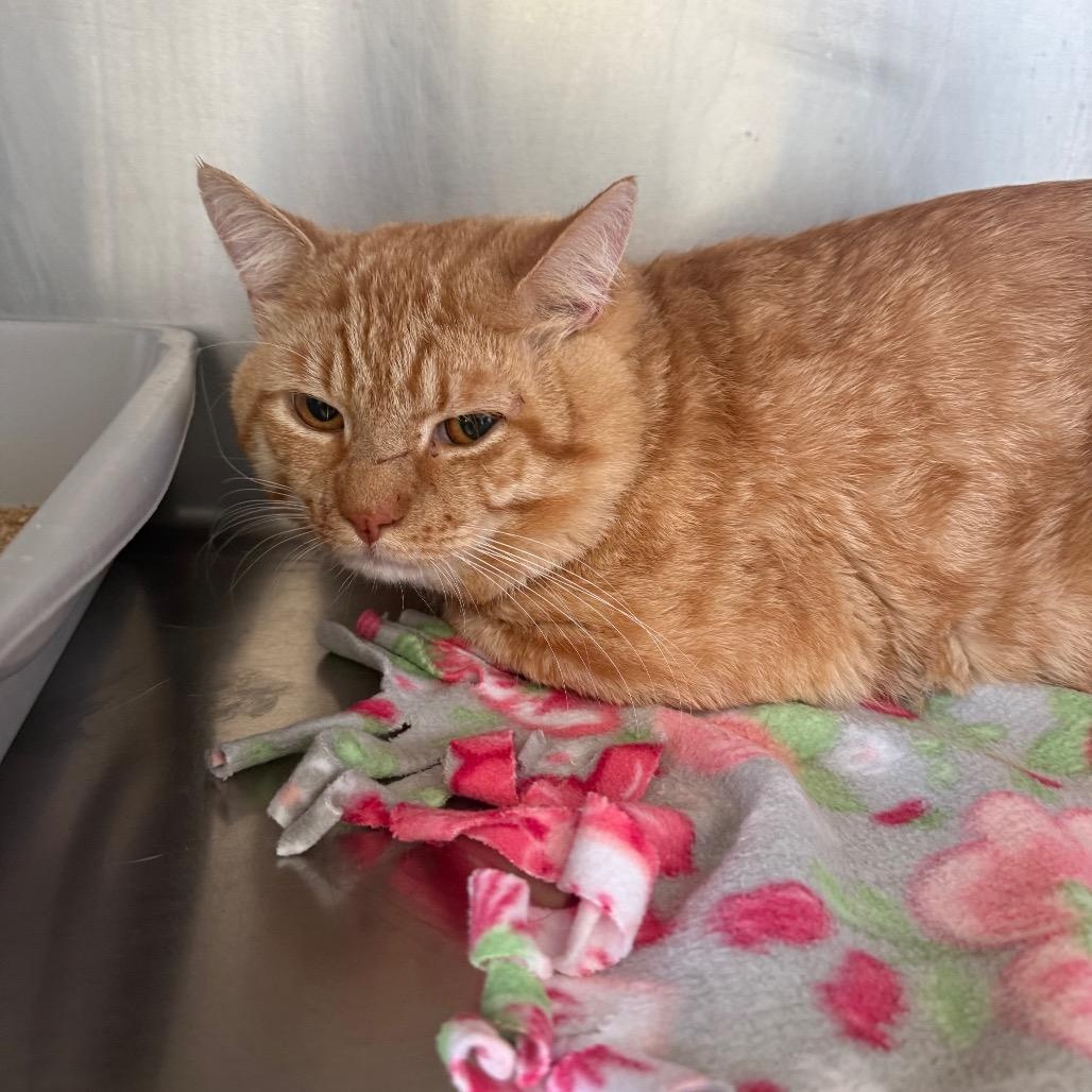 Enlarge Lion-o, a ADOPTABLE American Shorthair in Danbury, CT image 1/3