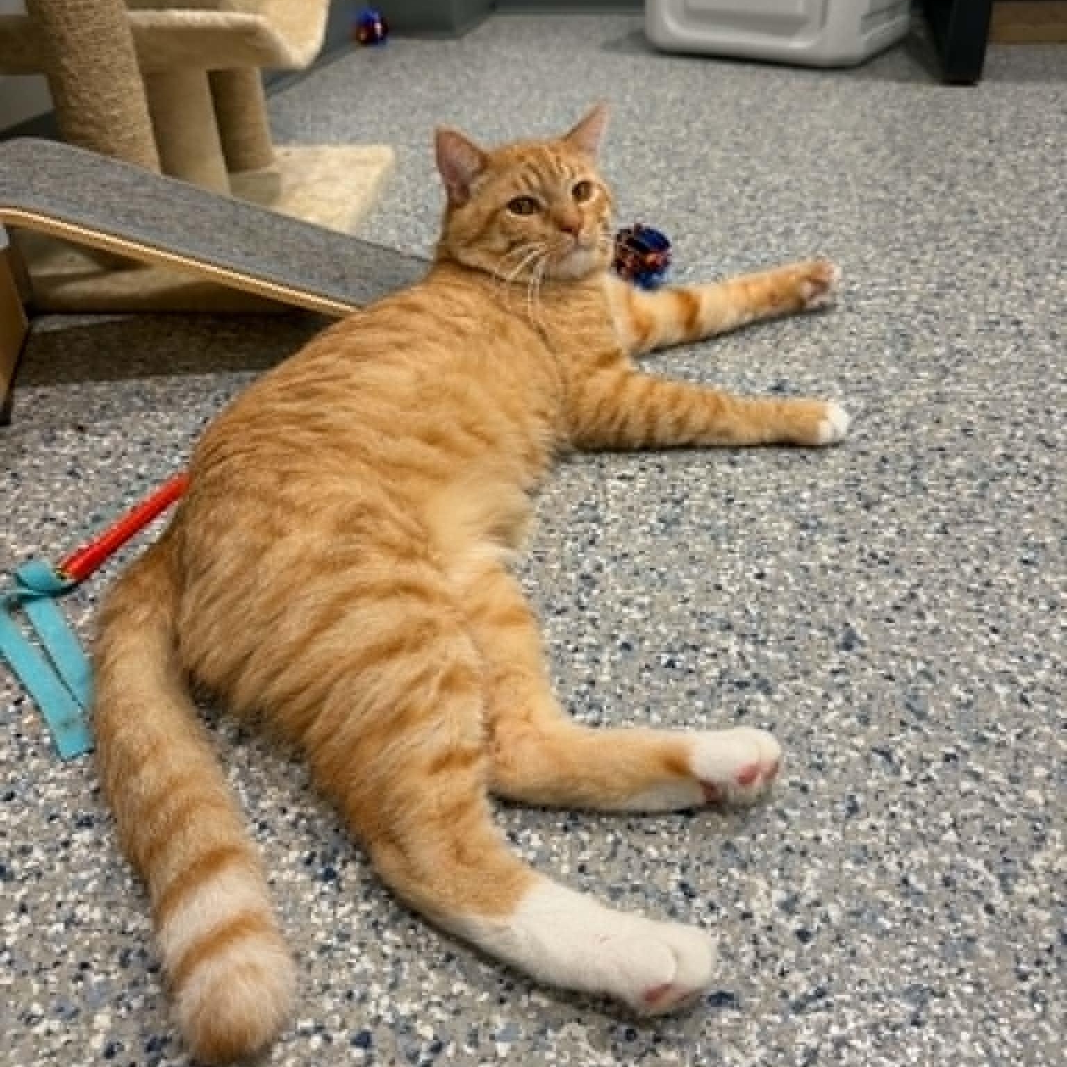 Lion-o, ADOPTABLE, Adult Male American Shorthair.