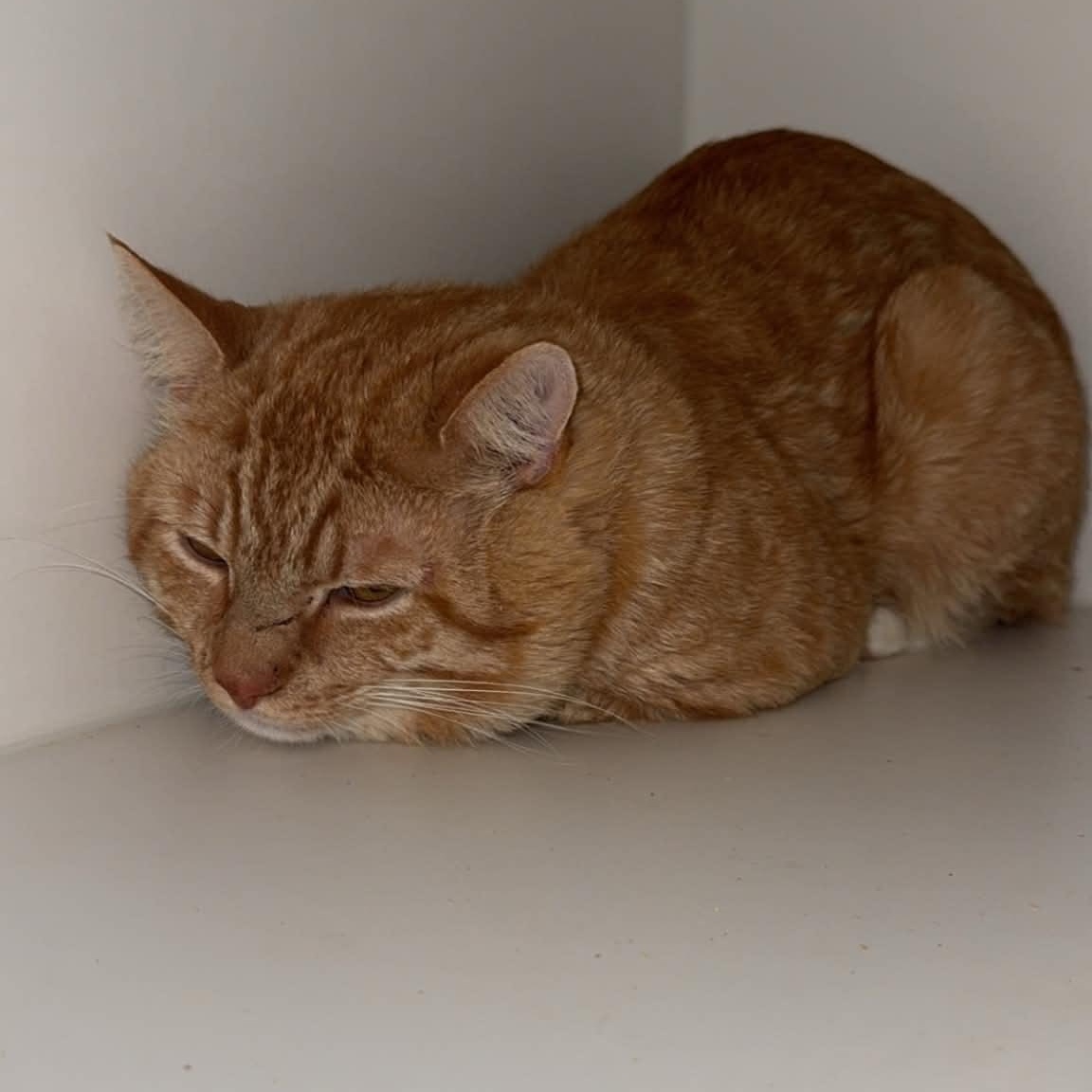 Enlarge Lion-o, a ADOPTABLE American Shorthair in Danbury, CT image 3/3