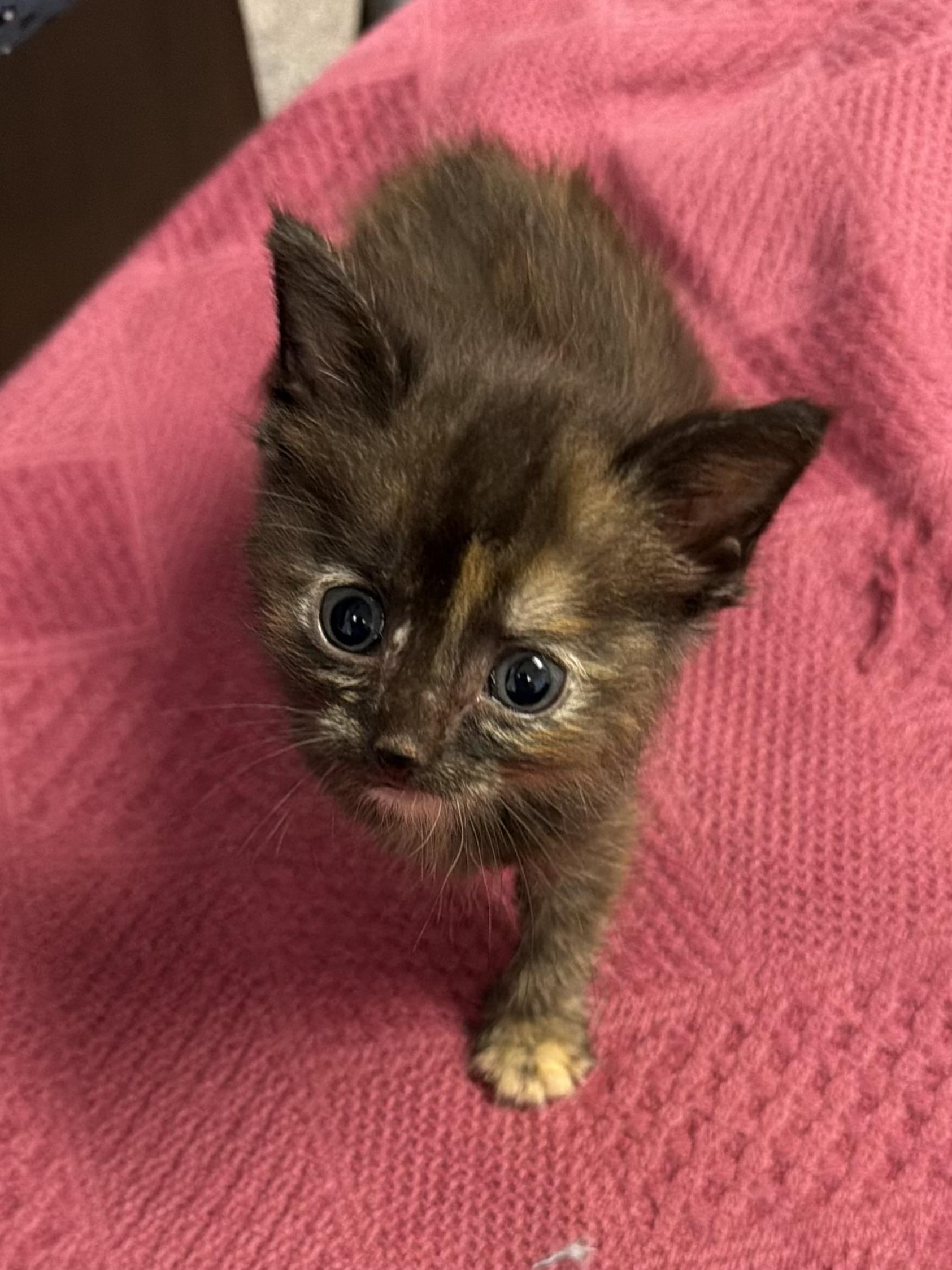 Moka, ADOPTABLE, Young Female Domestic Short Hair.