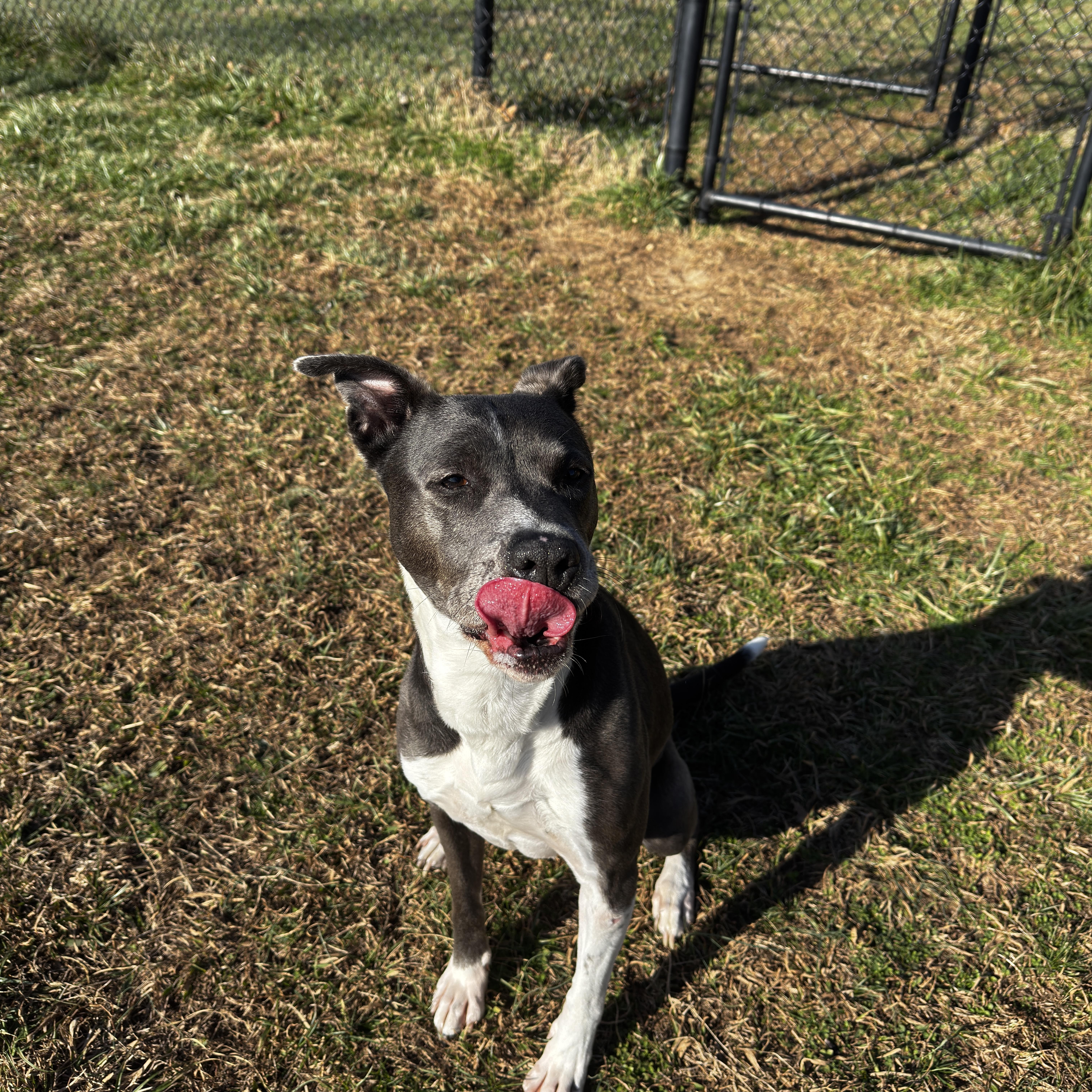 Socks, a ADOPTABLE mixed breed in Lebanon, TN image 3/3